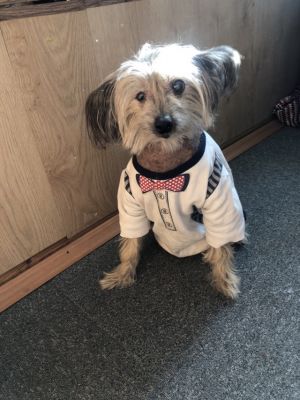 Апі красунчик